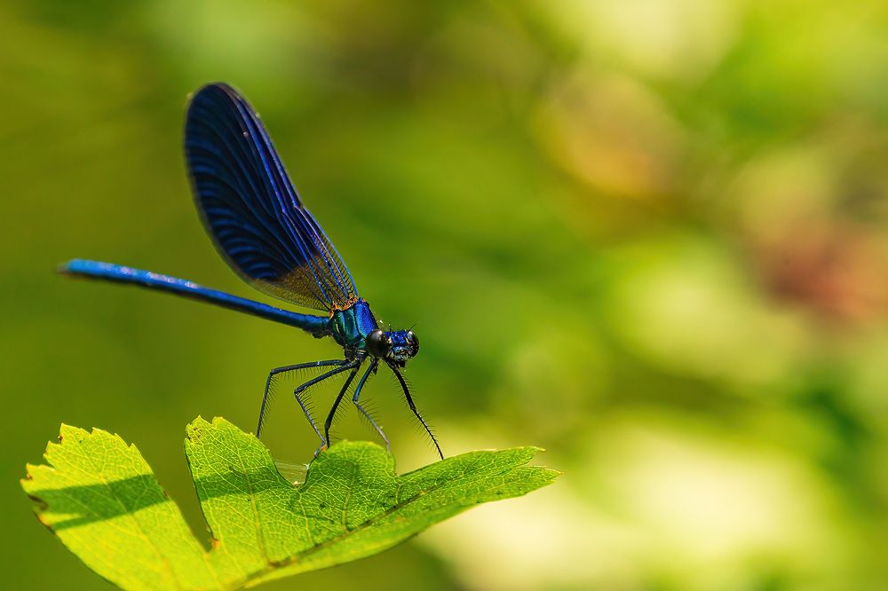 Фотография автора Valery