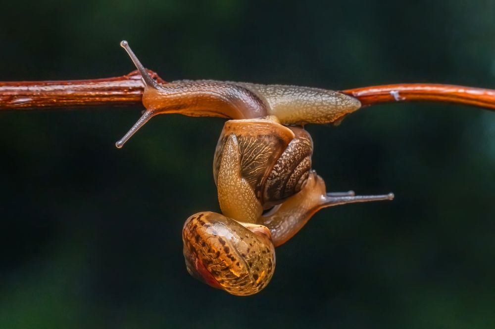 Фотография автора NeCoTi ChonTin