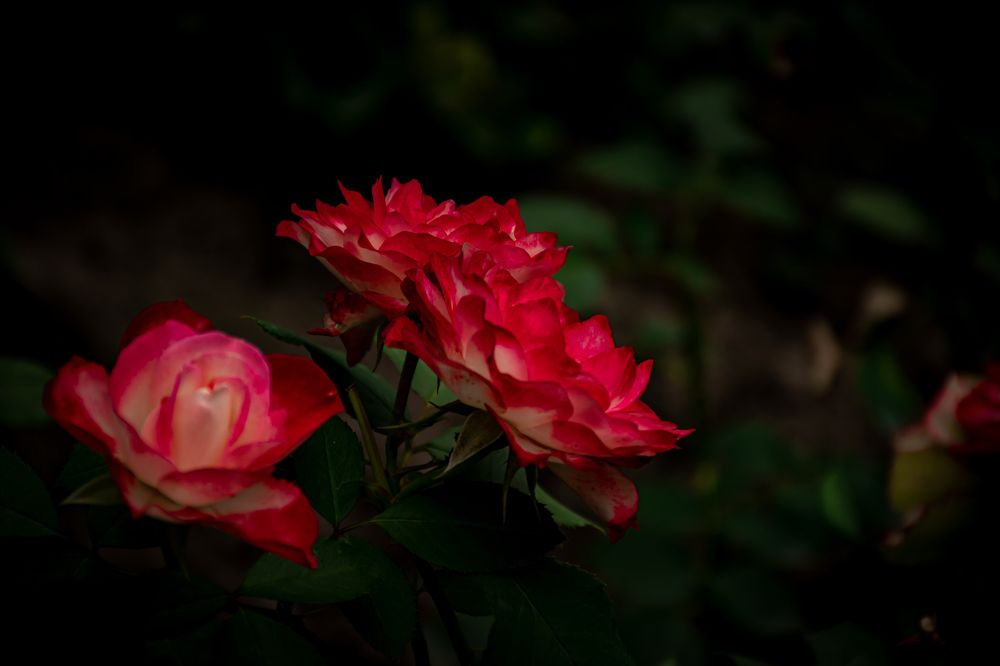 Photograph by Елена Прохорова