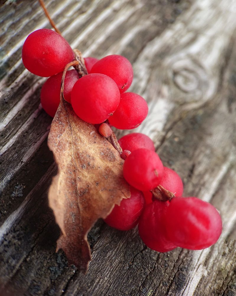 Photograph by Любовь Войтишина