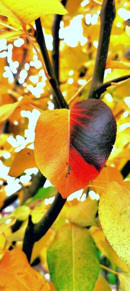 Осенний этюд