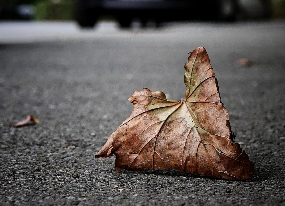 Photograph by Angelo Sab