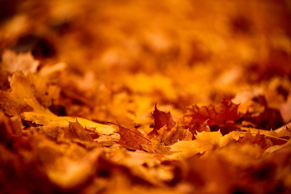 Photograph by Андрей Халемонец