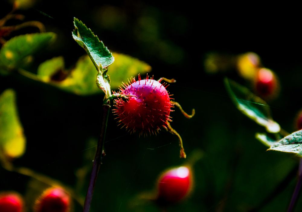 Photograph by Светлана Перминова