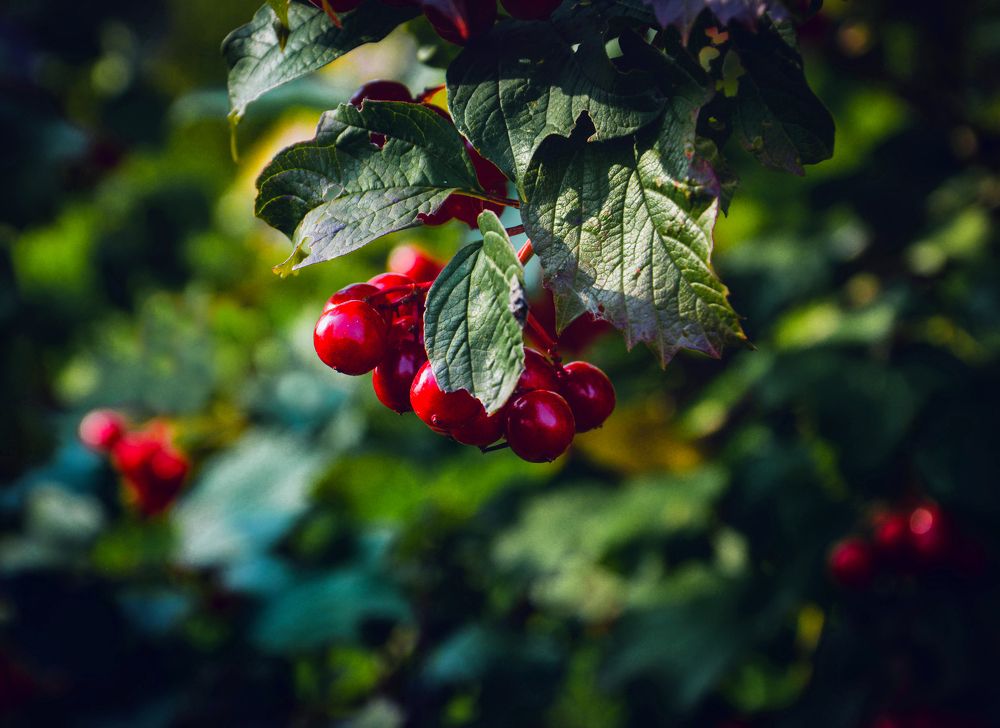 Photograph by Светлана Перминова