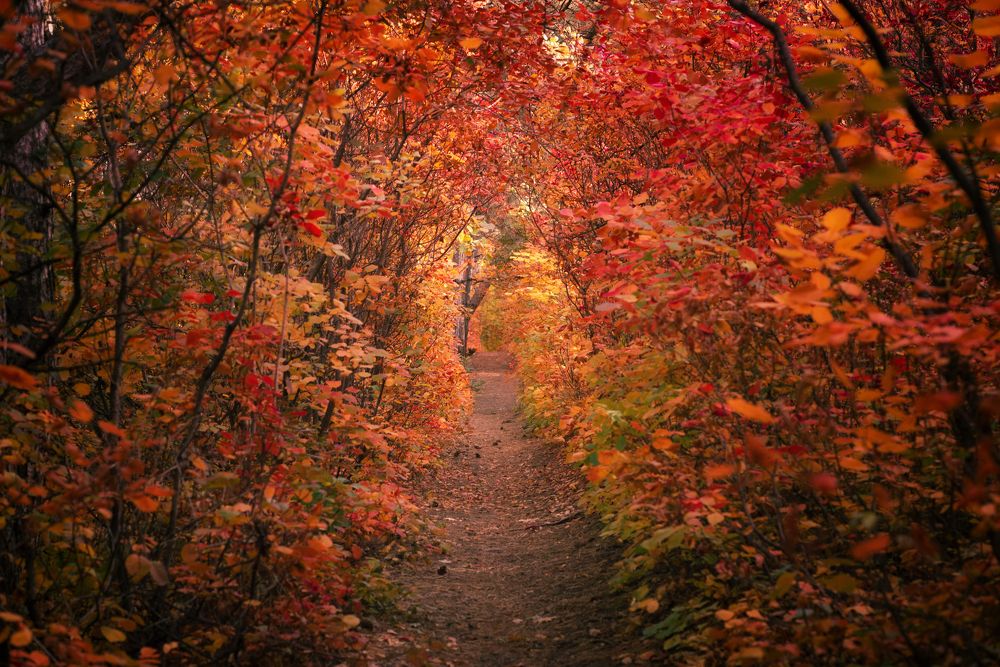 Photograph by Оксана Пономаренко