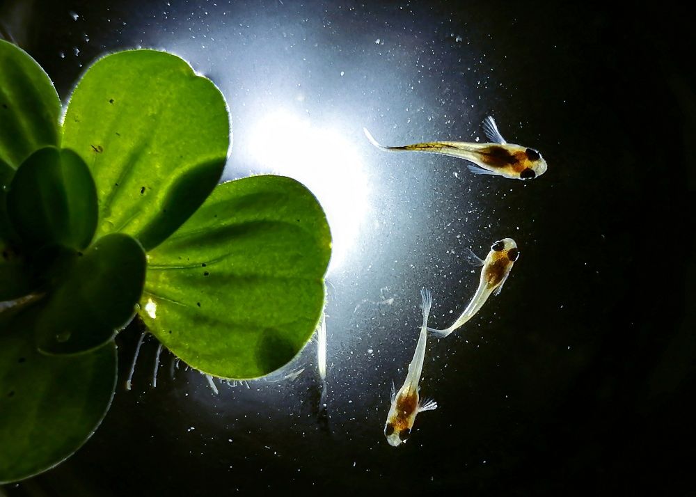 Photograph by Abhitha