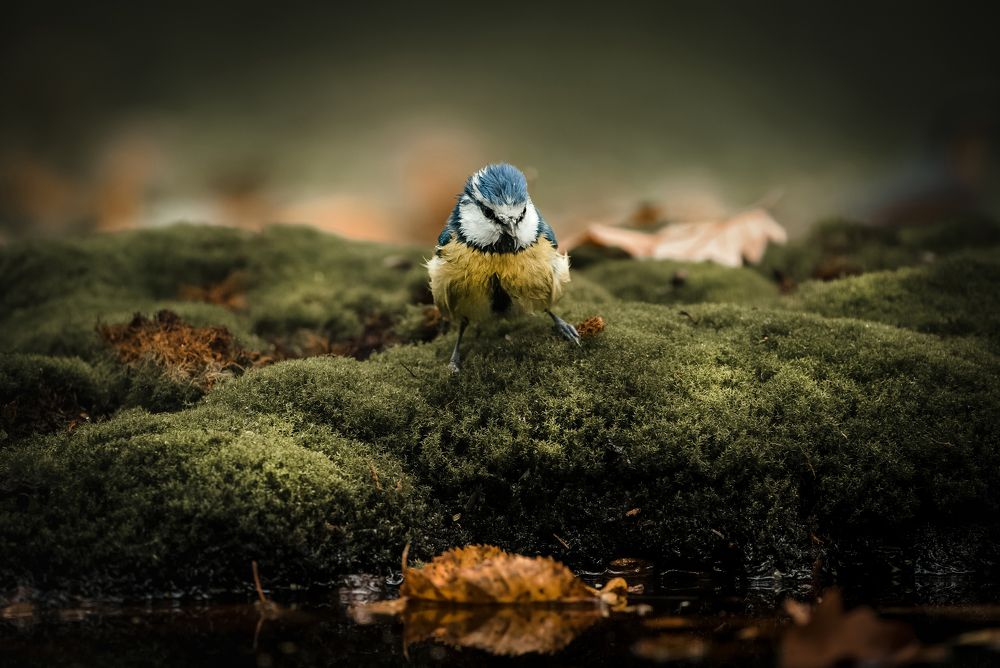Eurasian Blue Tit