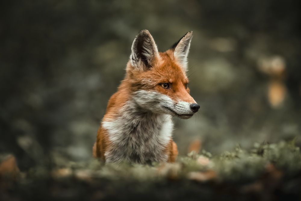 Curious red fox