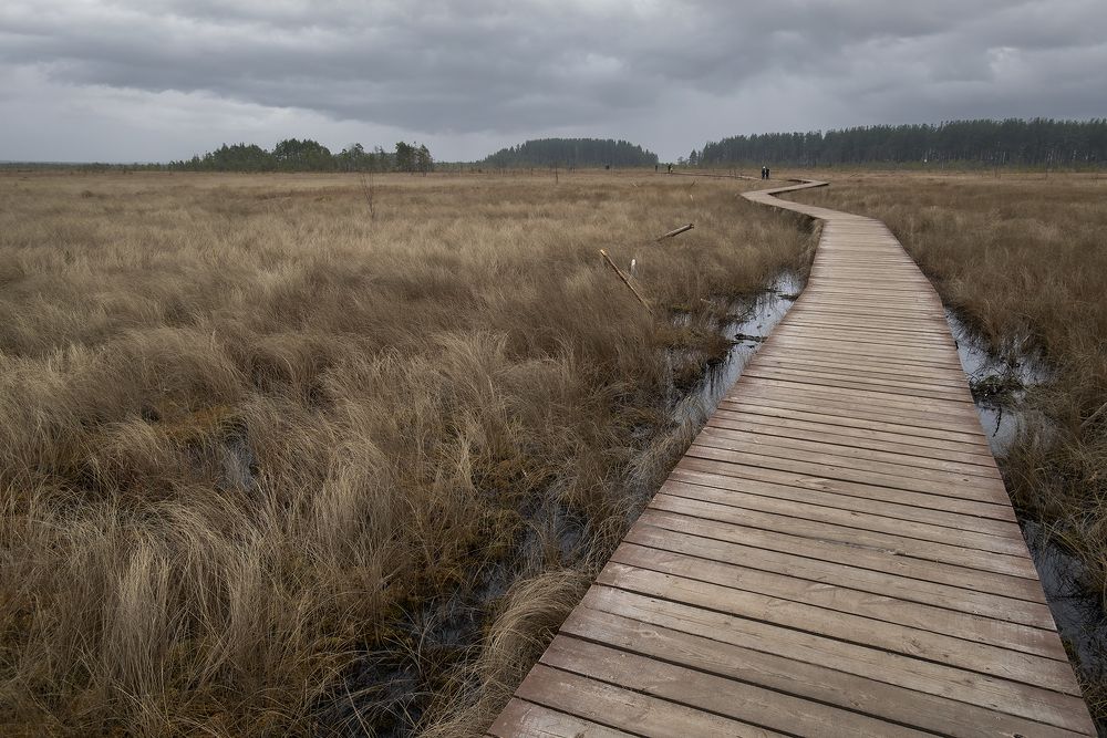 Экотропа Сестрорецкое болото
