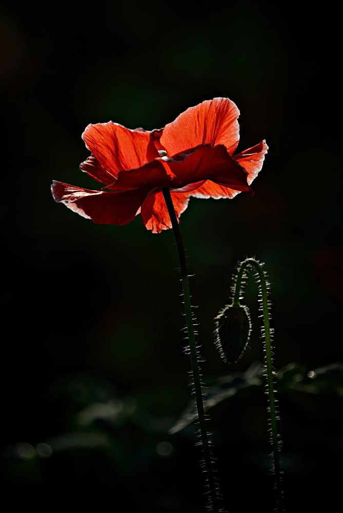 Аленький цветочек