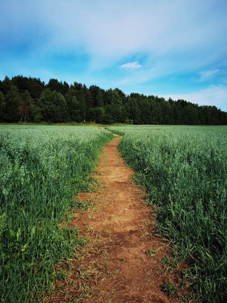 тропиночка к погосту