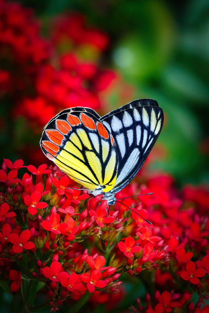 Модница: купаясь в красном цвете