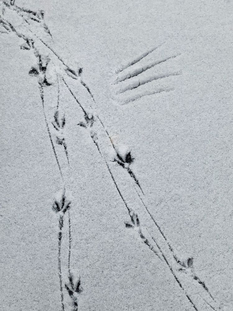 Photograph by Михаил Гордий