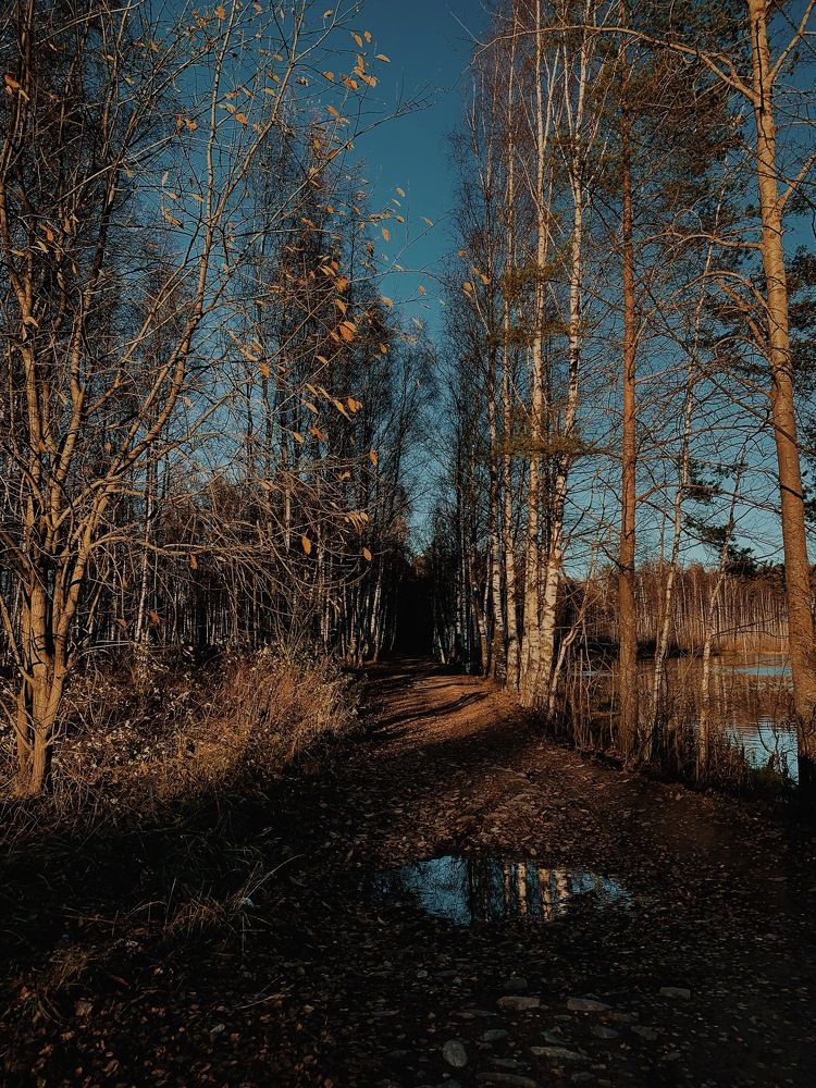Road in the autumn forest