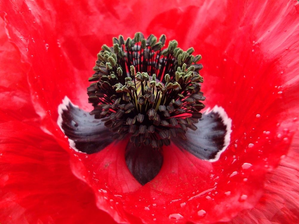 Photograph by Eлена Смирнова