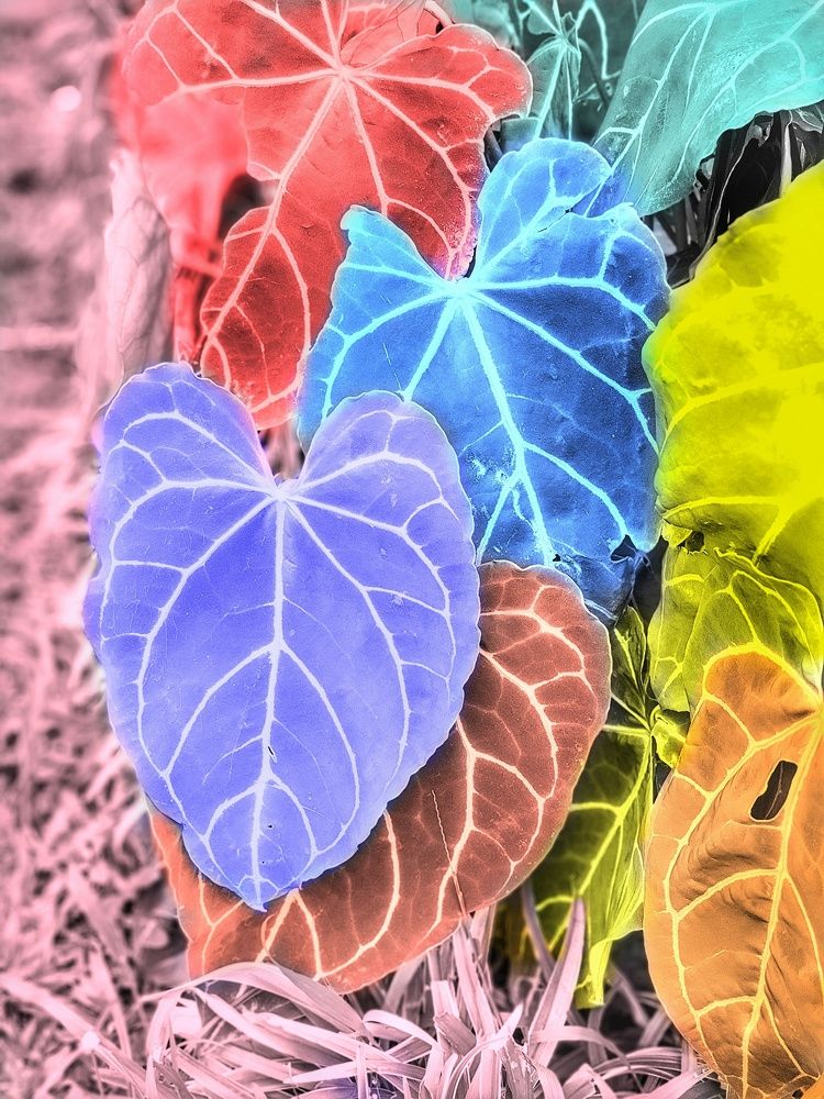 Photograph by Aliza Basyaib