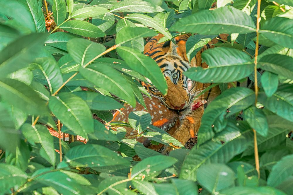 Photograph by Soumitra Ghosh