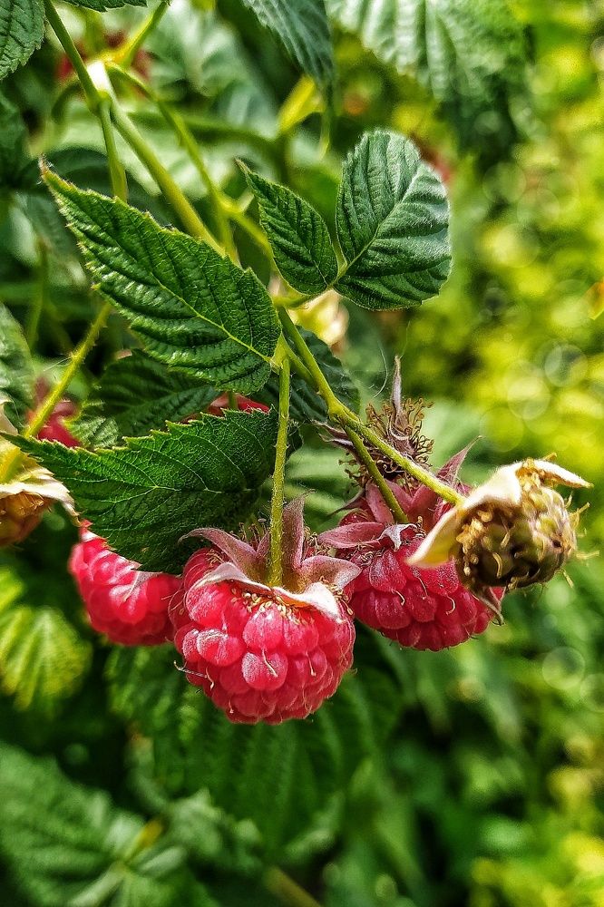 Ягода малина...