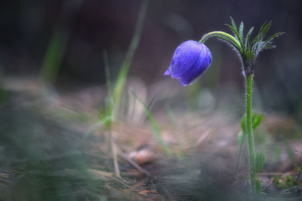 Photograph by Юлия Абрамова