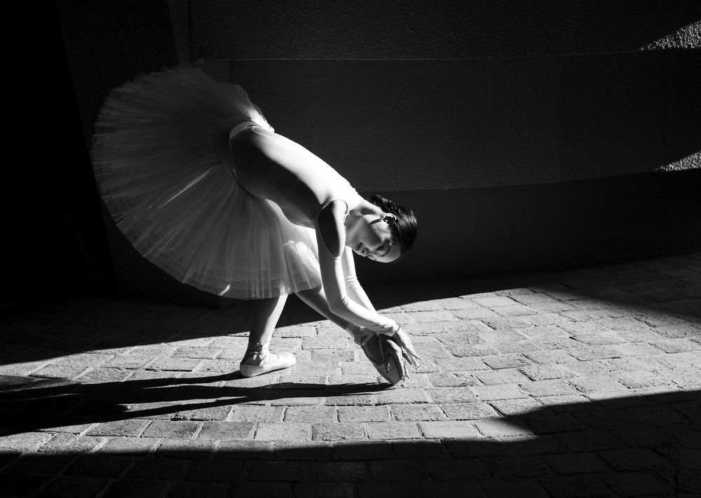 Swans in the morning sun
