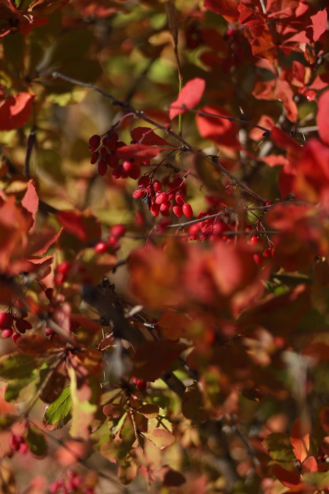 Photograph by Бальзирова Наталья