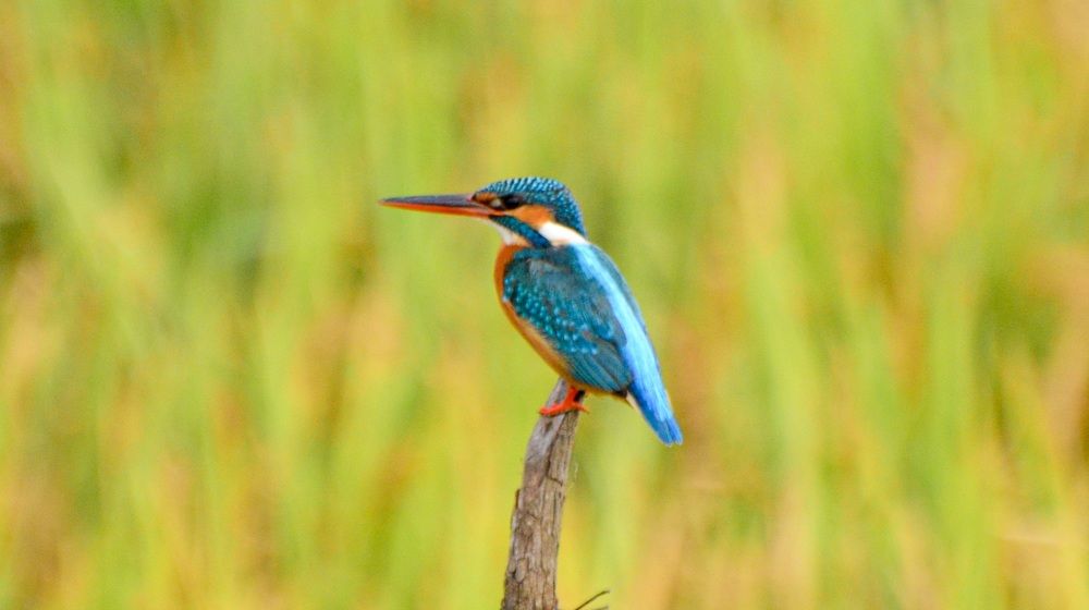 Photograph by Mathew Nishanth A