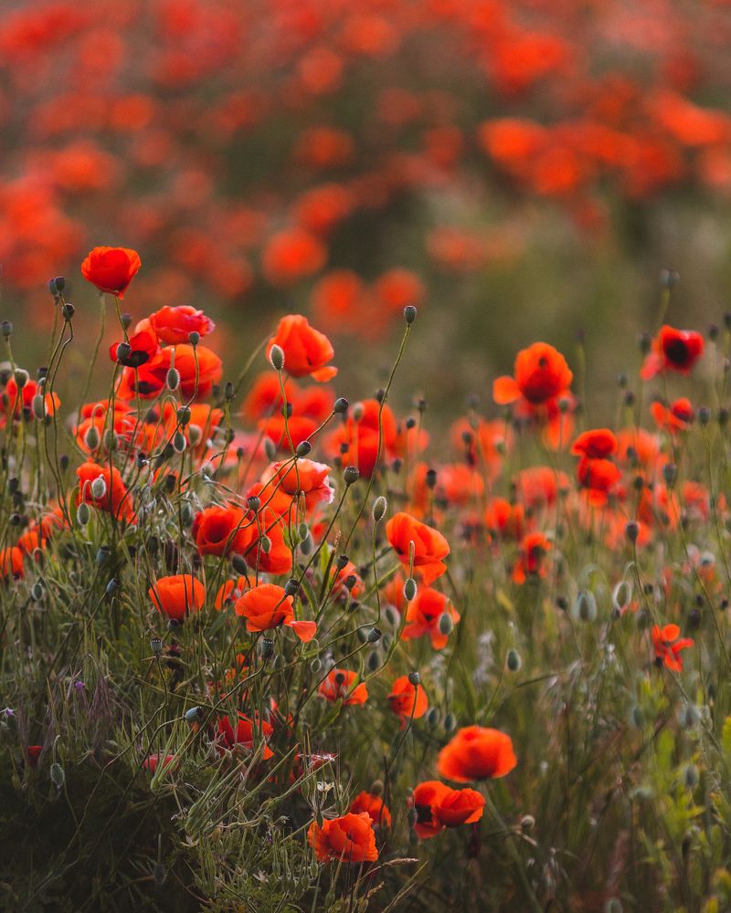 Photograph by Андрей Белавин