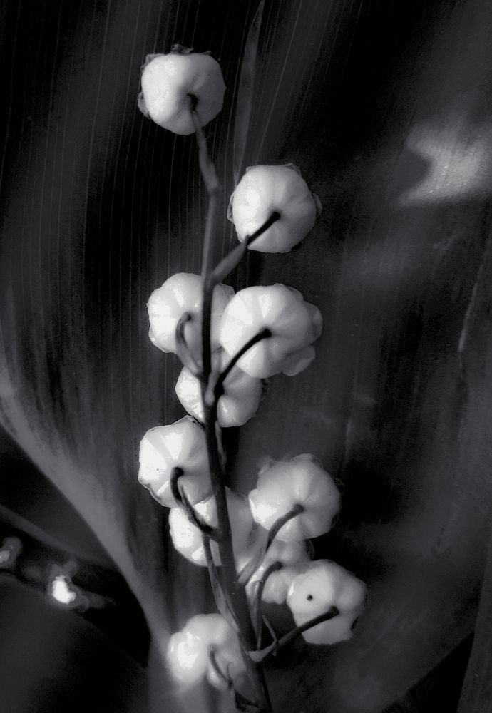 Photograph by Баженова Наталья