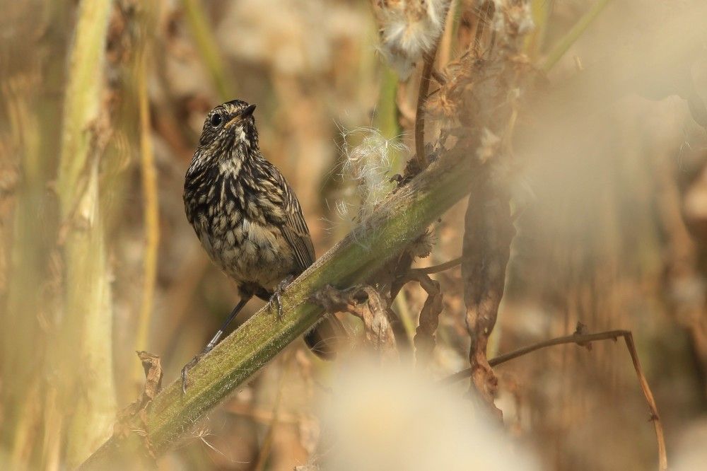 Photograph by Анна Колосова