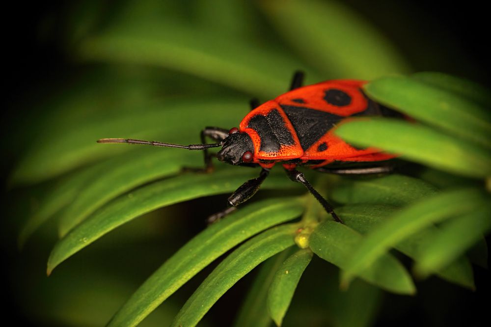 Photograph by Tamás Farkas