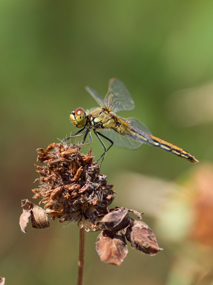 Фотография автора Aleksandr Kadyshev