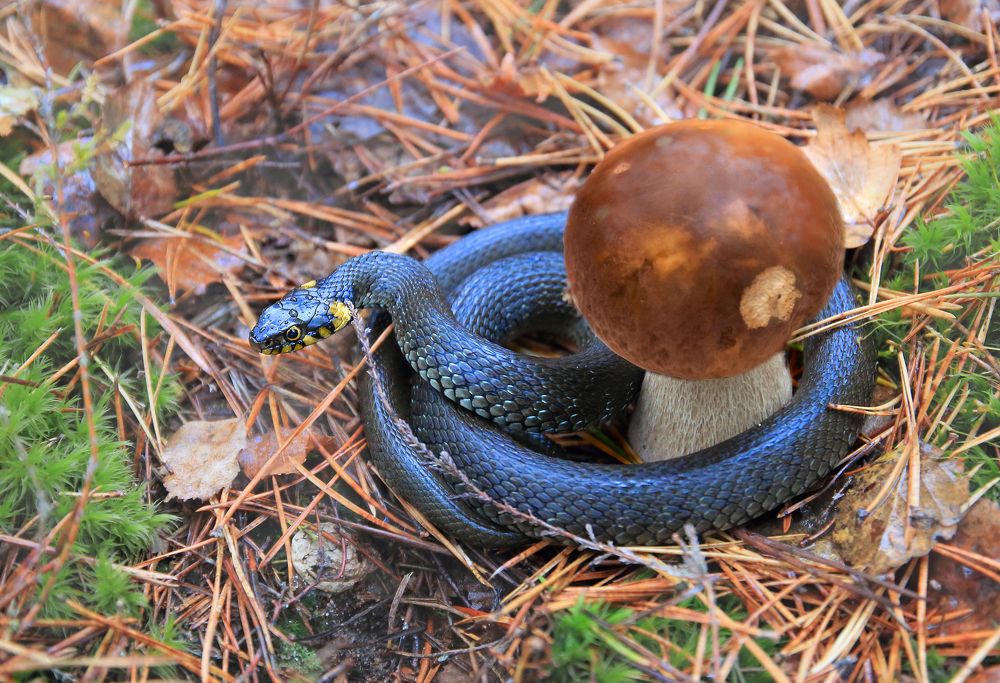 СТОРОЖ ЛЕСНЫХ БОГАТСТВ.