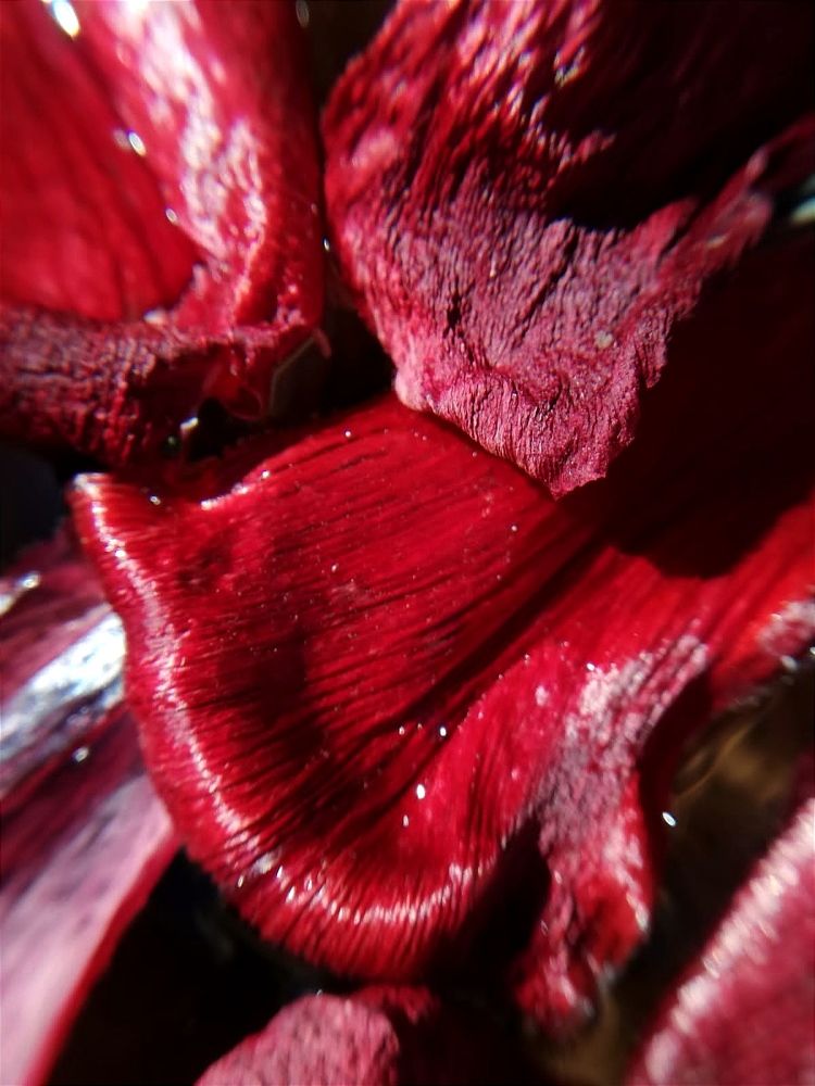 Photograph by Galina Novichkova