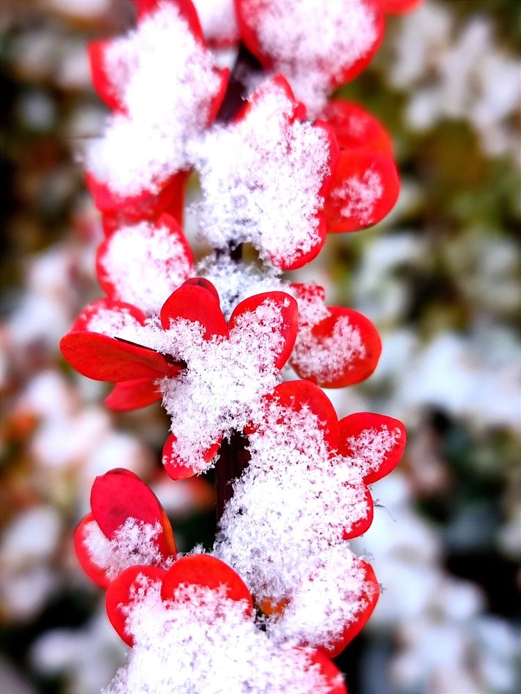 Photograph by Galina Novichkova