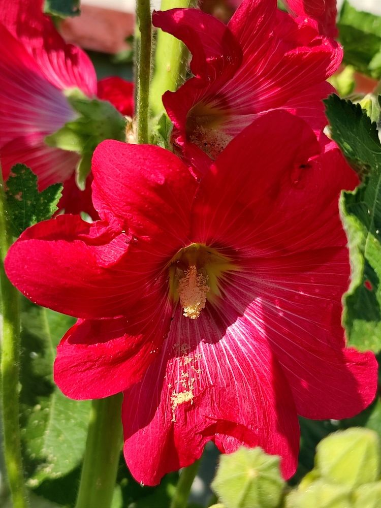 Photograph by Galina Novichkova