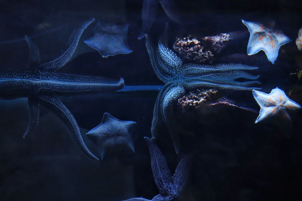 Фотография автора Елена Кириллова