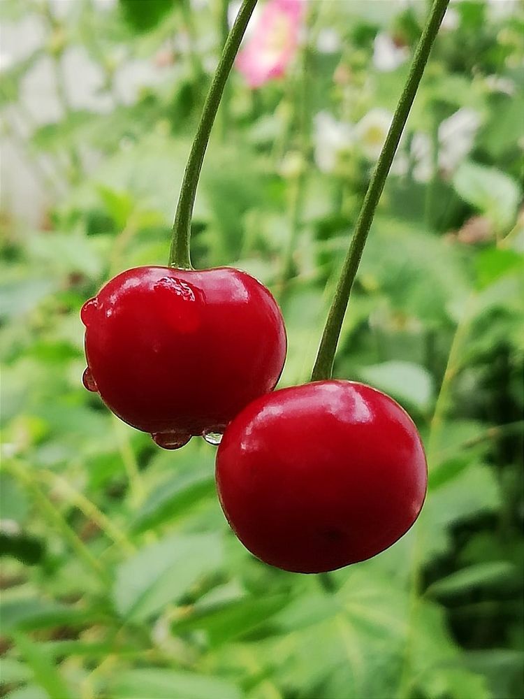 Photograph by Galina Novichkova