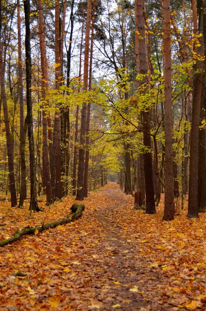 Photograph by Kirill E.