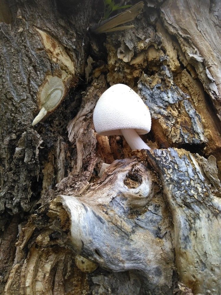 Photograph by SAFRON