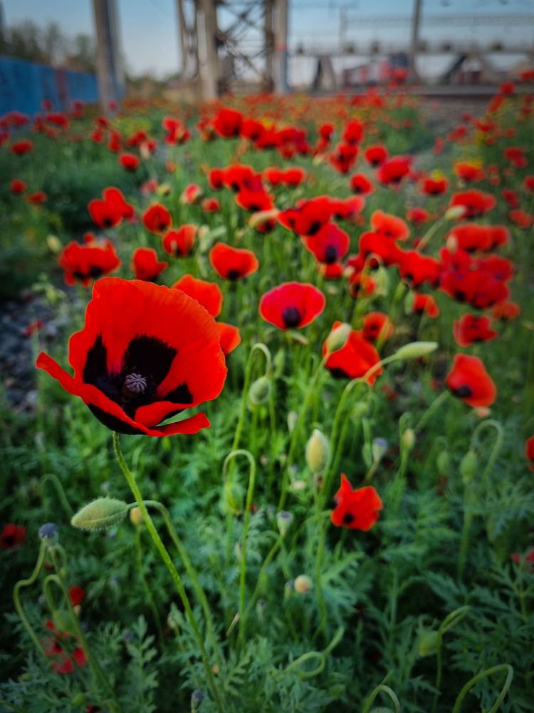 Photograph by Евгения Бицунова