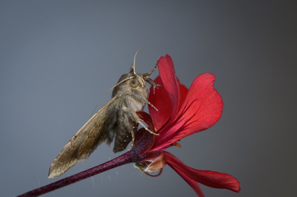 Photograph by Dino Sirica