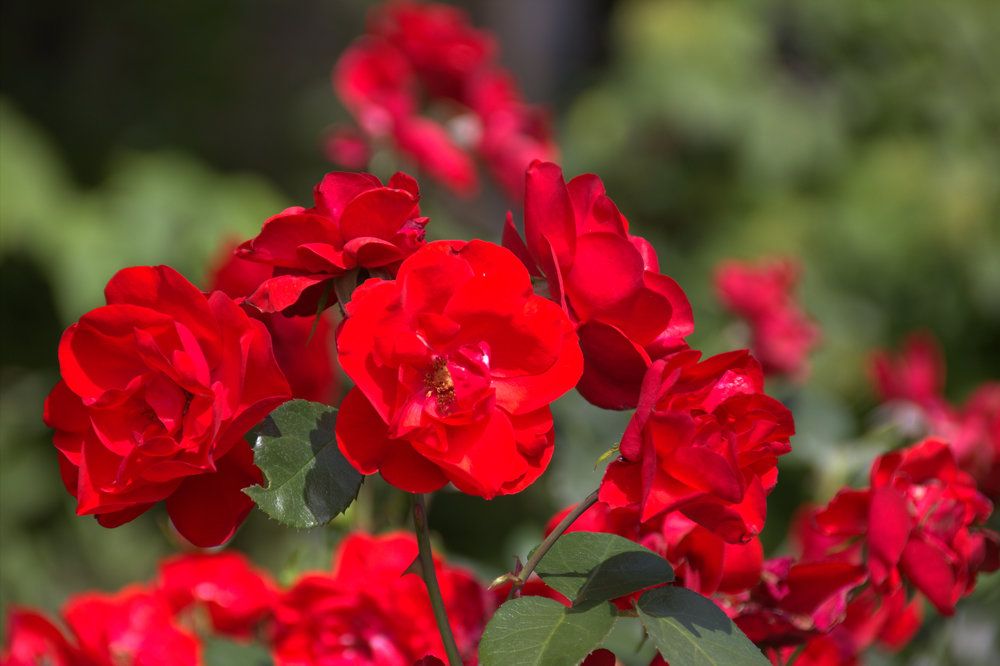 Photograph by Наталья Смирнова