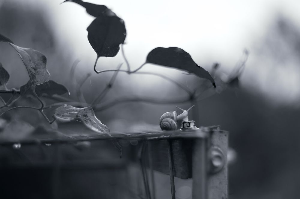 Photograph by Марина Кожевникова