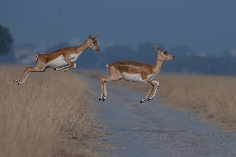 Photograph by ASHWINI BHONGE