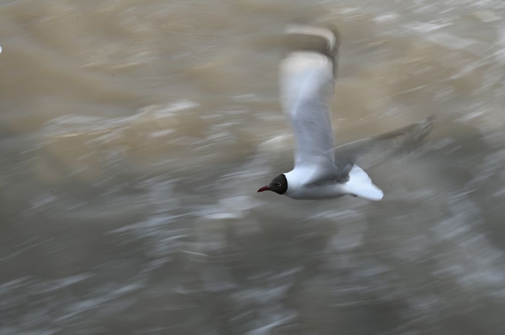 Photograph by SRIMANTA RAY