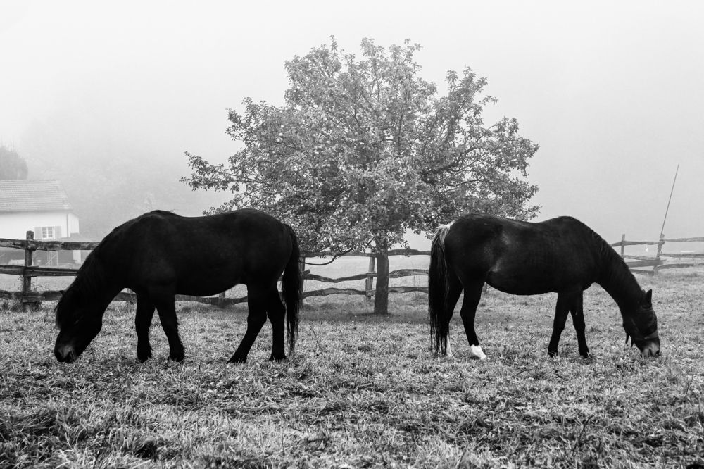 Photograph by Lyudmila Klimanova