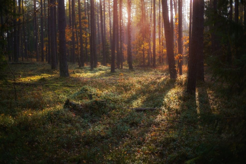 Фотография автора Андрей Врубель