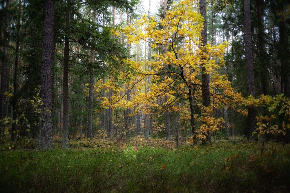 Фотография автора Андрей Врубель