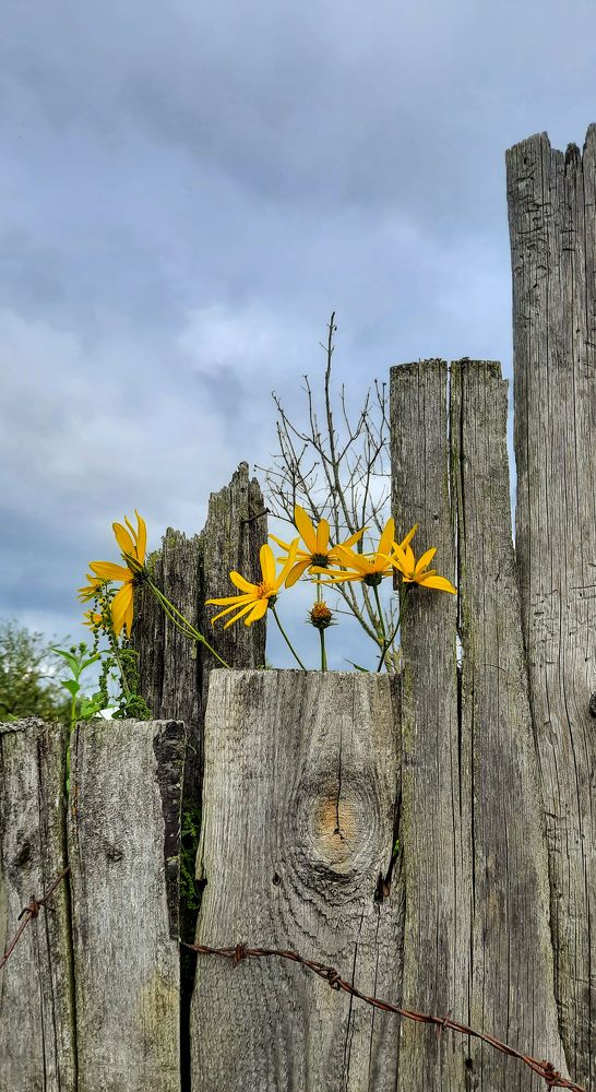 Осенний контраст